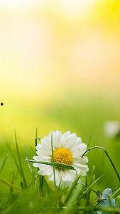 雏菊机构背景,培育未来精英的摇篮